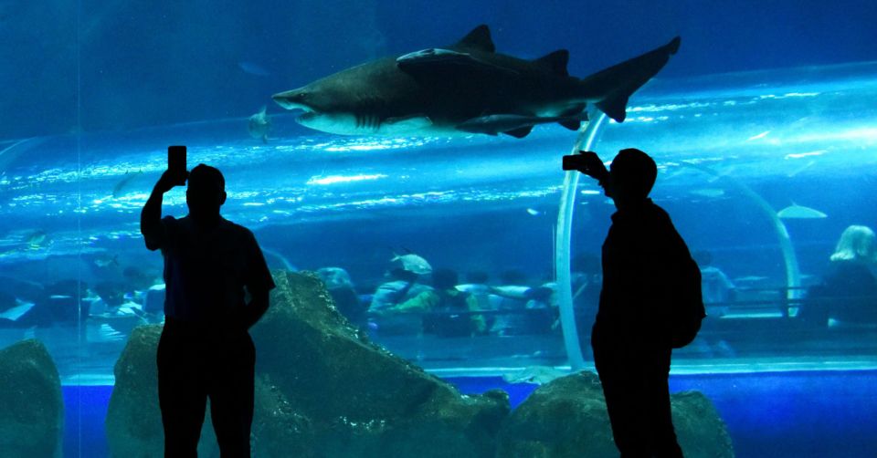 Rio de Janeiro: Marine Aquarium Entry Tickets - Who should book AquaRio entry tickets?