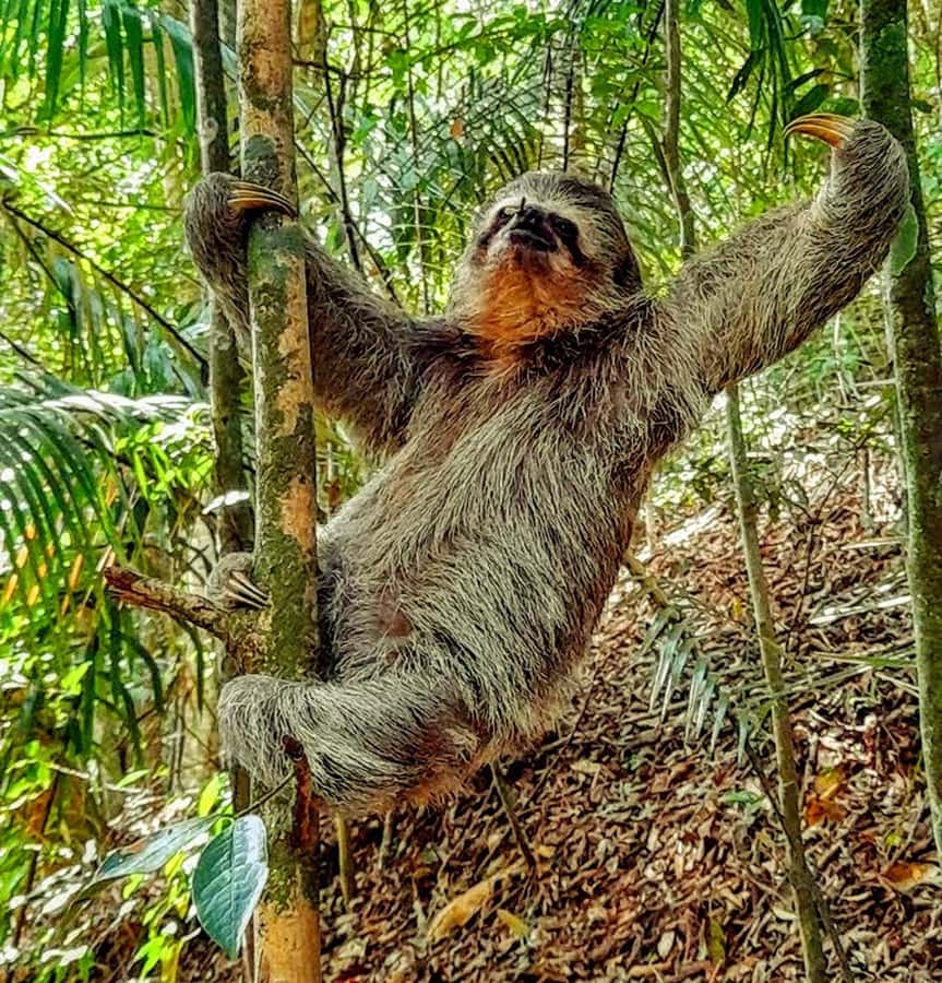 Rio: Tijuca Forest Small Group Hike to Caves and Waterfalls - Your Workout: 6.2 km, 448 m Gain, and Rough Trail Reality