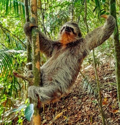 Rio: Tijuca National Park Small-Group Hike to Pedra Bonita - Getting to Tijuca: comfort for your start, jungle air for the payoff